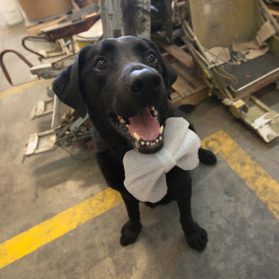 Top 3 Benefits of Dogs in the Workplace featuring Buckshot!